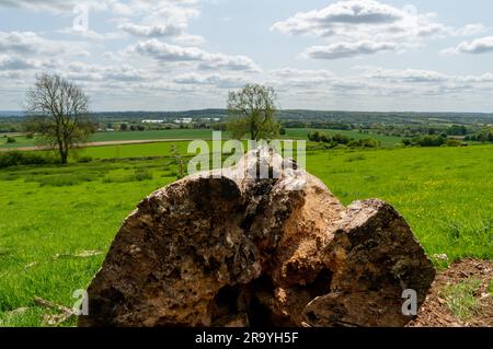 Sunny warm day on fields with tree trunks in UK Stock Photo