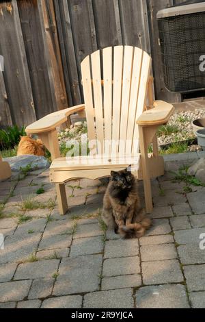 The cat sits on a chair near the dining table Stock Photo - Alamy