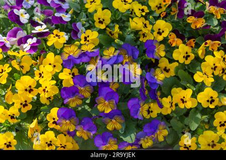 Living carpet-background of multi-colored flowers of violets Stock Photo