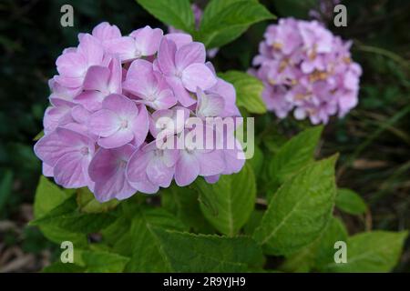 Natural closeup on a colorful purple Mophead Hydrangea macropylla in the garden Stock Photo