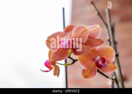Beautiful orchid flowers in the garden on a brick wall background closeup Stock Photo