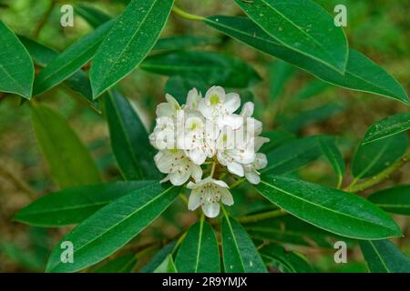 A white cluster of opened flowers with foliage on a rhododendron bush closeup view growing wild in the forest in early summertime Stock Photo
