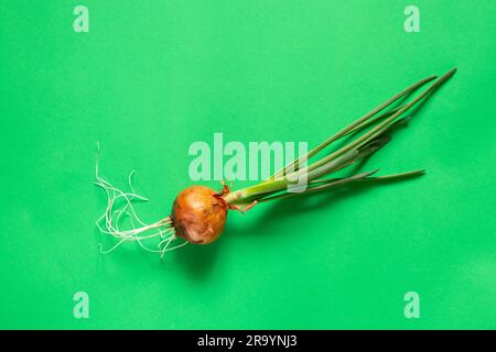 sprouted young onion on isolated green background close up Stock Photo