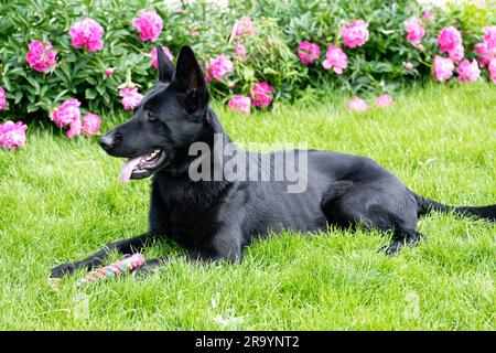 Black German shepherd on a green grass field Stock Photo