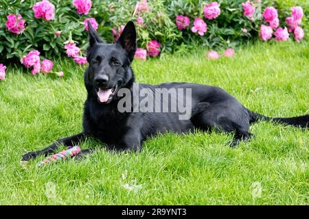 Black German shepherd on a green grass field Stock Photo