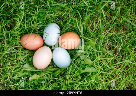 Five chicken eggs on spring green grass Stock Photo