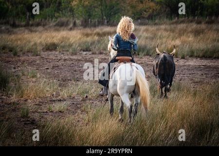 Cowboy carrying a long cattle prod near a herd of bulls, Camargue, France Stock Photo