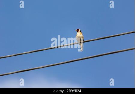 Close-up of a black-headed dandy sitting on wires in nature Stock Photo