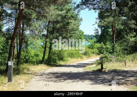 Beautiful dutch cycle and hiking trail, pine forest maas dunes landscape at blue lake in summer - Reindersmeer, Massduinen NP, Netherlands Stock Photo