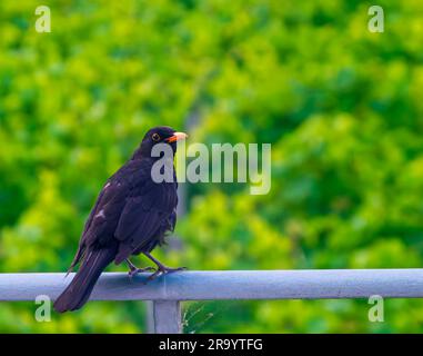 Male common blackbird (Turdus merula) perched on a railing against green foliage Stock Photo