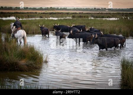 Cowboy carrying a long cattle prod near a herd of bulls, Camargue, France Stock Photo