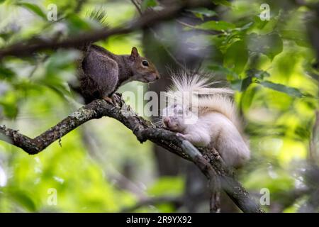 Eastern Gray Squirrels (Sciurus carolinensis) one being a "white squirrel" color variant - Brevard, North Carolina, USA Stock Photo