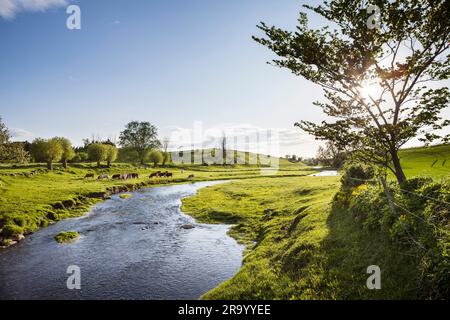 Grazing cows by a river and sun shining behind a tree. Skåne, Sweden. Stock Photo