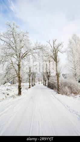 Trees in hoarfrost along winter country road Stock Photo - Alamy