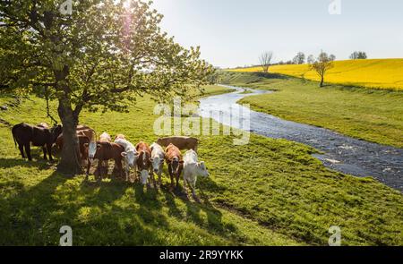 Cows under a tree by a river in an idyllic landscape. Skane, Sweden Stock Photo