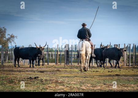 Cowboy carrying a long cattle prod near a herd of bulls, Camargue, France Stock Photo