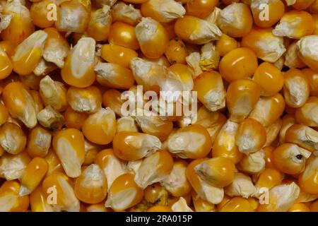 Yellow shiny corn kernels close-up Stock Photo