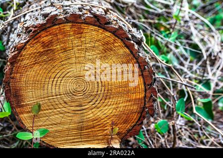 New plants near an old tree stump. Aged cut tree trunk with warm brown texture and rings. Attica, Greece. Stock Photo
