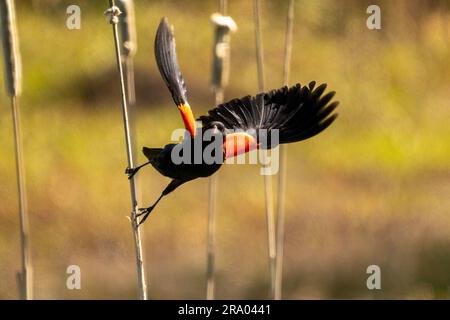 Ridgefield National Wildlife Refuge, Ridgefield, Washington, USA.   Red-winged Blackbird taking off from a cattail Stock Photo