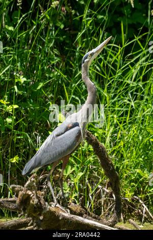 Ridgefield National Wildlife Refuge, Ridgefield, Washington, USA.  Great Blue Heron looking up, perched on a log over a moss-covered stream. Stock Photo