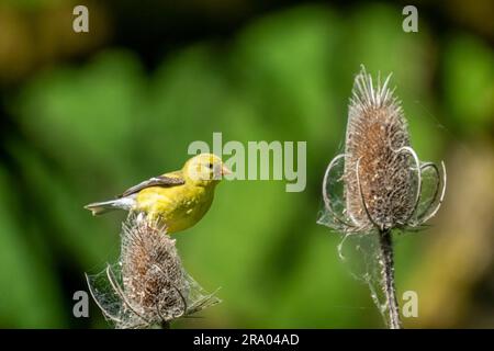 Ridgefield National Wildlife Refuge, Ridgefield, Washington, USA.  Female American Goldfinch perched on a thistle Stock Photo