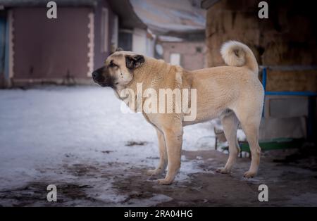 Side profile view of a noble Sivas kangal dog. Turkish Anatolian Shepherd Dog Stock Photo