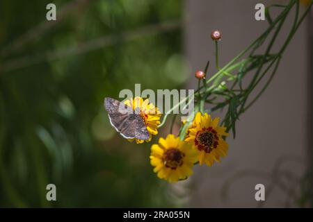 funereal duskywing, Erynnis funeralis, feeding on a Coreopsis basalis,  Golden Wave Coreopsis a red and yellow wildflower growing in California garden Stock Photo