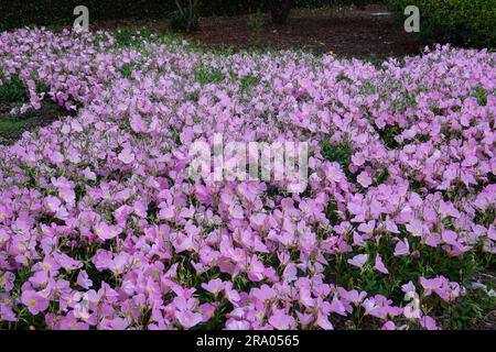 Oenothera speciosa also known as pinkladies , Mexican primrose. herbaceous perennial wildflower. growing in California June 2023 Stock Photo