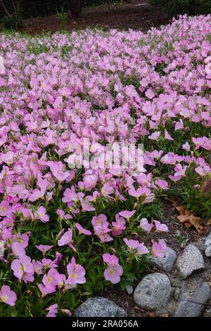 Oenothera speciosa also known as pinkladies , Mexican primrose. herbaceous perennial wildflower. growing in California June 2023 Stock Photo