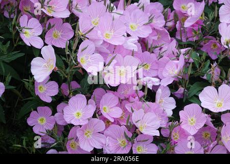 Oenothera speciosa also known as pinkladies , Mexican primrose. herbaceous perennial wildflower. growing in California June 2023 Stock Photo