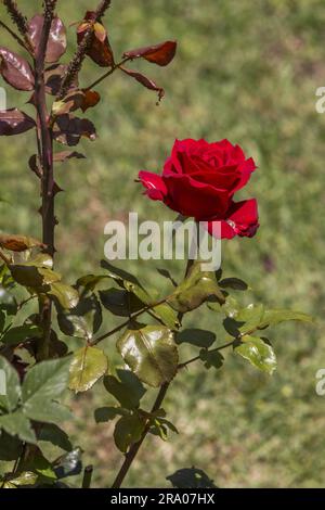 A pretty red rose in a sunny garden with grass on the ground Stock Photo