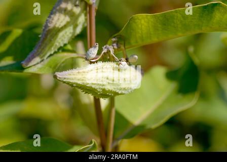 Closeup of the fruit, also called milkweed or silkweed. (Asclepias Syriaca) This plant produces latex Stock Photo