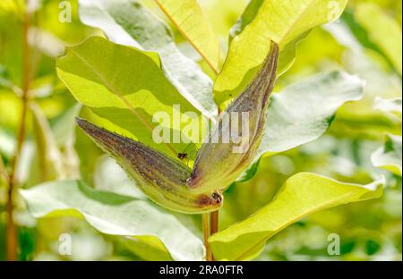 Closeup of two fruits, also called milkweed or silkweed. (Asclepias Syriaca) This plant produces latex Stock Photo