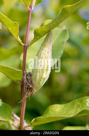 Closeup of the fruit, also called milkweed or silkweed. (Asclepias Syriaca) This plant produces latex Stock Photo