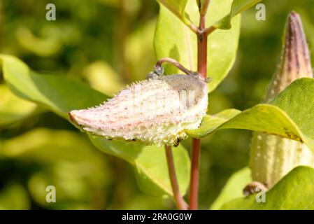 Closeup of the fruit, also called milkweed or silkweed. (Asclepias Syriaca) This plant produces latex Stock Photo