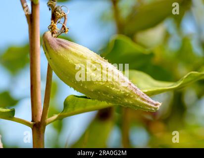 Closeup of the fruit, also called milkweed or silkweed. (Asclepias Syriaca) This plant produces latex Stock Photo