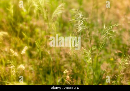 Spartina pectinata moved by the wind in a meadow under the warm spring sun Stock Photo