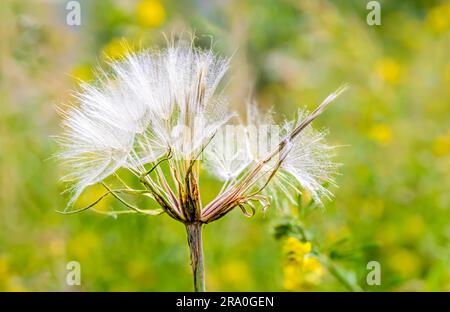 Macro of a Tragopogon in the meadow, under the summer sun Stock Photo