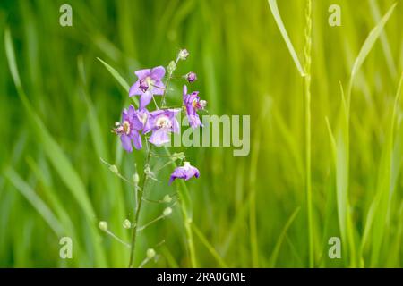A mauve (Verbascum phoeniceum) in the meadow under the warm spring sun Stock Photo