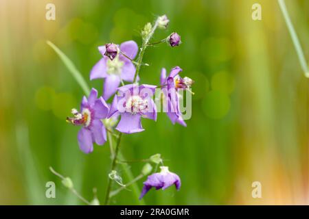 A mauve (Verbascum phoeniceum) in the meadow under the warm spring sun Stock Photo
