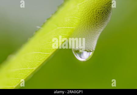 Cuckoo Spit, foam from plant sap caused by a froghopper or Spittle bug. Water drop Stock Photo