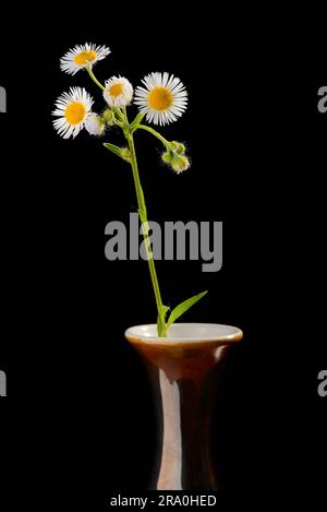 Little wild daisies in a vase on isolated on black background Stock Photo