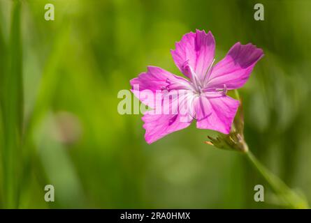 Deptford Pink (Dianthus Armeria) or in a green meadow under the warm spring sun Stock Photo