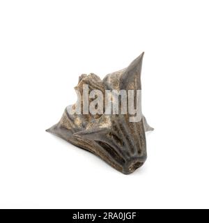 Water chestnut (trapa natans), isolated on a white background Stock Photo