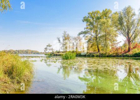 Nice end of summer day close to the river with plants and trees around Stock Photo