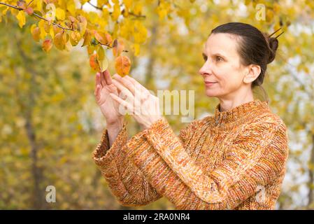 A smiling adult caucasian woman is picking orange apple leaves in autumn Stock Photo