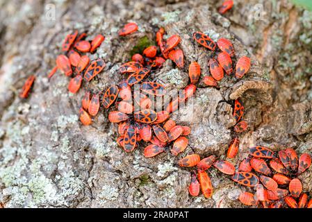 Colony of black and red Firebug (Pyrrhocoris apterus) or, adults and nymphs, on a tree trunk Stock Photo