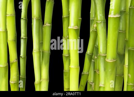 Green bamboo stalks isolated on a black background. Set  bamboo. Bamboo background Stock Photo