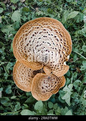 A mushroom, also known as dryad's saddle and pheasant's back mushroom (Cerioporus squamosus) is growing in the meadow Stock Photo