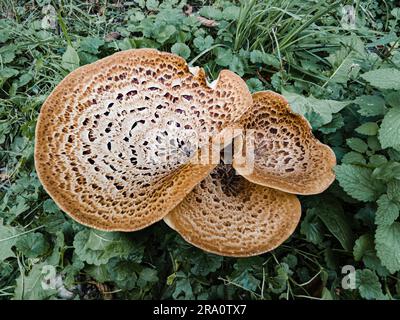 A mushroom, also known as dryad's saddle and pheasant's back mushroom (Cerioporus squamosus) is growing in the meadow Stock Photo